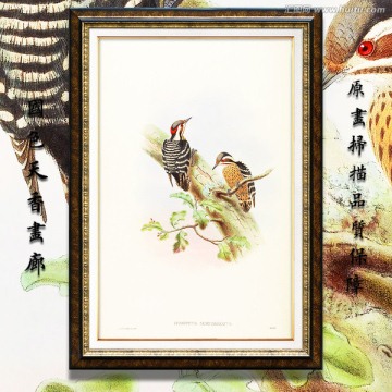 啄木鳥 古典花鳥油畫 畫廊品質(zhì)
