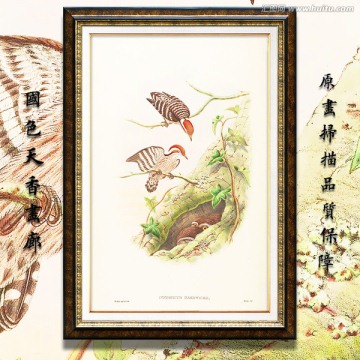 花鳥裝飾畫無框畫 高清品質(zhì)