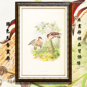 花鸟装饰画无框画 高清品质