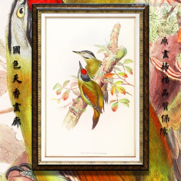 花鳥裝飾畫無框畫 高清品質(zhì)