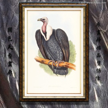 禿鷲 猛禽鳥(niǎo)類(lèi)油畫(huà) 高清品質(zhì)
