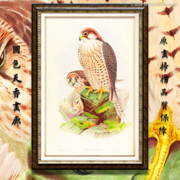 鷹隼 猛禽鳥類油畫 高清品質(zhì)