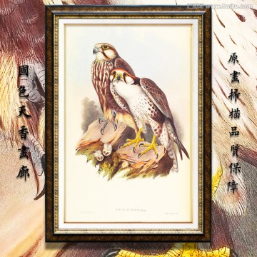 鷹隼 猛禽鳥類油畫 高清品質(zhì)