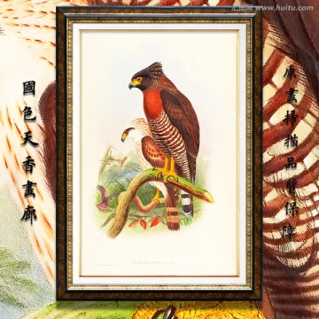 老鷹 猛禽鳥類油畫 高清品質(zhì)