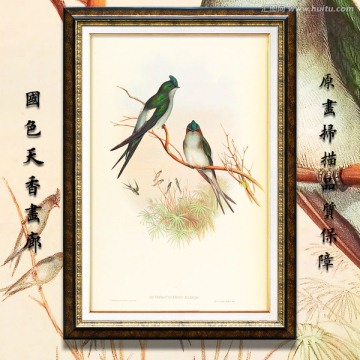 燕子 鳥(niǎo)類繪畫