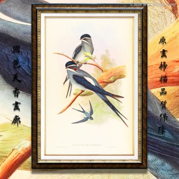 可愛燕子鳥類繪畫 高清品質(zhì)
