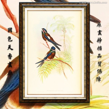 可愛燕子鳥類繪畫 高清品質(zhì)