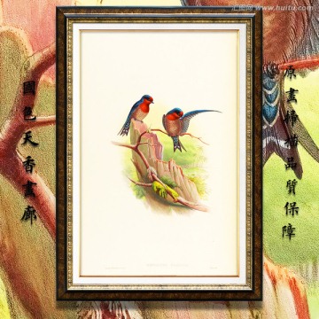 可愛燕子鳥類繪畫 高清品質(zhì)