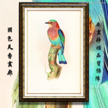 鳥類裝飾畫 高清品質