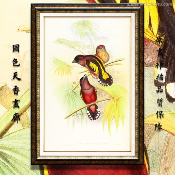 鳥類裝飾畫 高清品質(zhì)