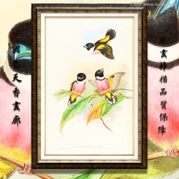 鳥類裝飾畫 高清品質(zhì)