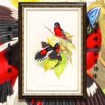 鳥(niǎo)類(lèi)裝飾畫(huà) 高清品質(zhì)