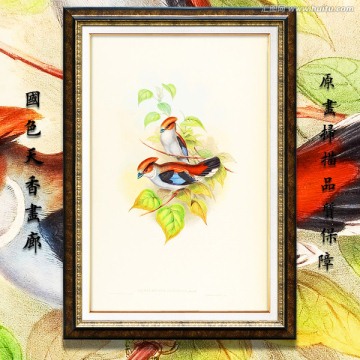 鳥(niǎo)類裝飾畫 高清品質(zhì)