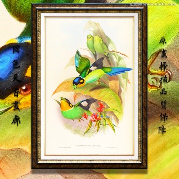 鳥類圖簽素材 高清品質(zhì)