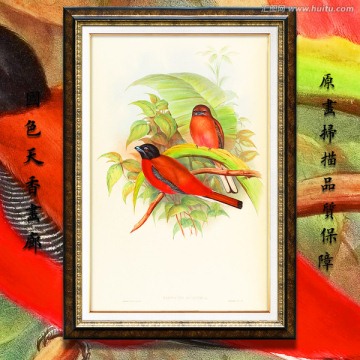 鳥類圖簽素材 高清品質