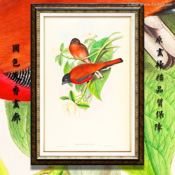 鳥類圖簽素材 高清品質(zhì)