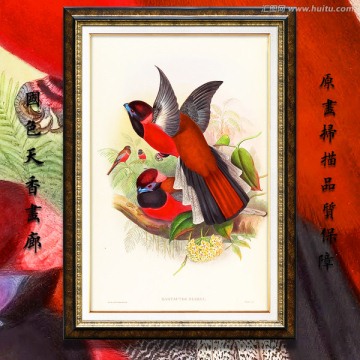 鳥類圖簽素材 高清品質(zhì)