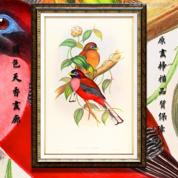 高清可愛小鳥無框畫 畫廊品質(zhì)