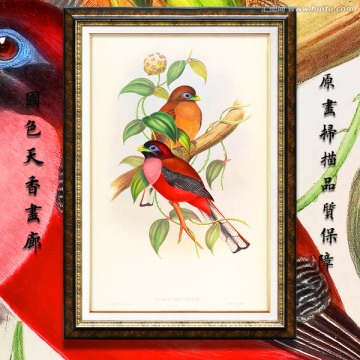 高清可爱小鸟无框画 画廊品质