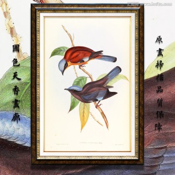 高清可愛(ài)小鳥(niǎo)無(wú)框畫(huà) 畫(huà)廊品質(zhì)