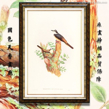 高清可爱小鸟无框画 画廊品质