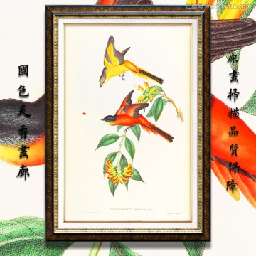 高清可愛小鳥無框畫 畫廊品質