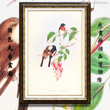 高清可愛小鳥無框畫 畫廊品質(zhì)