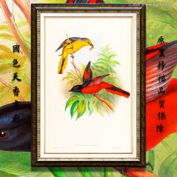 高清可爱小鸟无框画 画廊品质