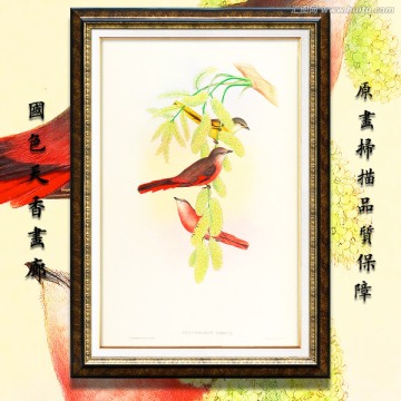 花鳥(niǎo) 畫廊高清品質(zhì)