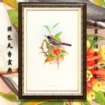 花鳥(niǎo) 畫(huà)廊高清品質(zhì)