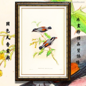 花鳥 畫廊高清品質(zhì)
