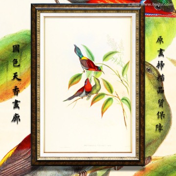 鸟语花香 画廊高清品质