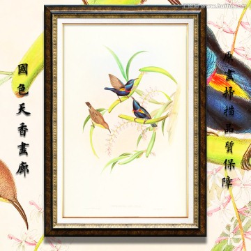 鳥語花香 畫廊高清品質(zhì)