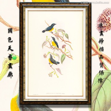 手绘花鸟 画廊品质