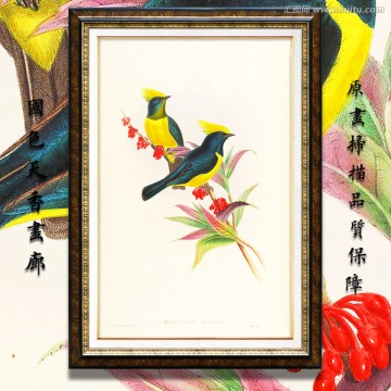 手绘花鸟 画廊品质