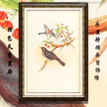 鳥類油畫 高清品質(zhì)