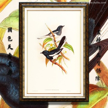 花鳥飛禽油畫 高清品質(zhì)