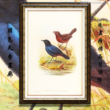 花鳥飛禽油畫 高清品質(zhì)
