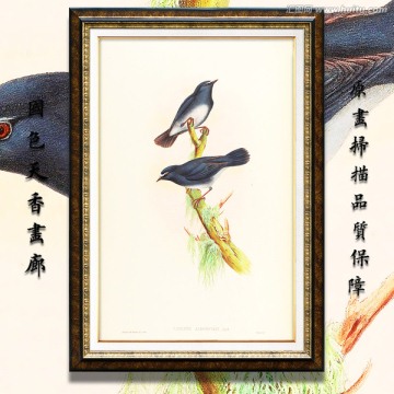 花鳥飛禽油畫 高清品質(zhì)