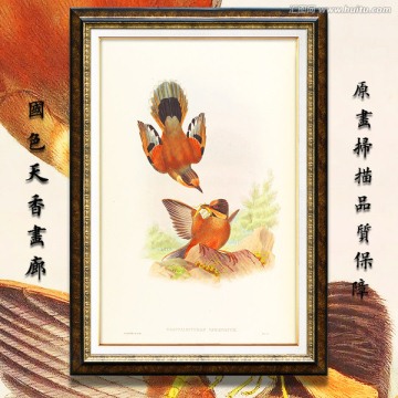 小鳥油畫 高清品質(zhì)