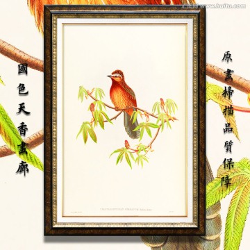 小鳥油畫 高清品質(zhì)