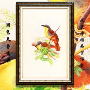 高清鳥類裝飾畫 高清品質(zhì)