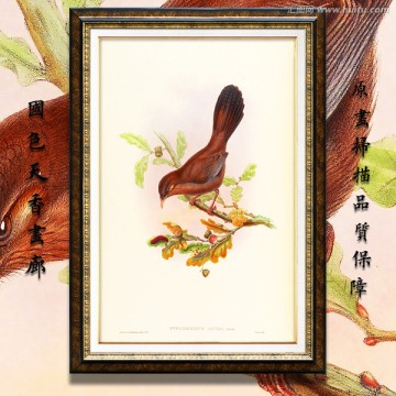 高清鳥類裝飾畫 高清品質(zhì)