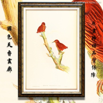高清鳥類裝飾畫 高清品質(zhì)