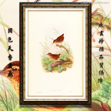 高清鳥類裝飾畫 高清品質