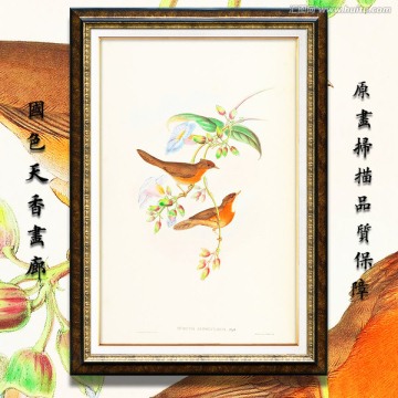 手绘花鸟装饰画 画廊高清品质