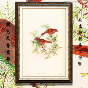 小鳥(niǎo)油畫(huà) 畫(huà)廊品質(zhì)