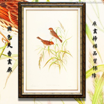 高清花鸟装饰画 画廊品质