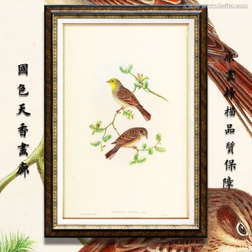 高清花鳥(niǎo)裝飾畫(huà) 畫(huà)廊品質(zhì)