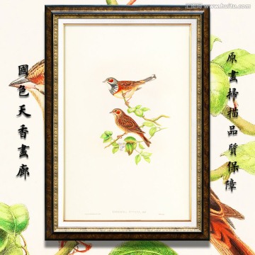 高清花鳥裝飾畫 畫廊品質(zhì)